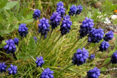 Grape-hyacinth