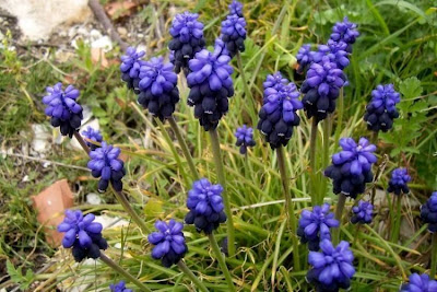 Grape-hyacinth