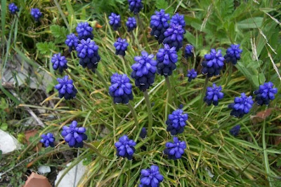 Grape-hyacinth