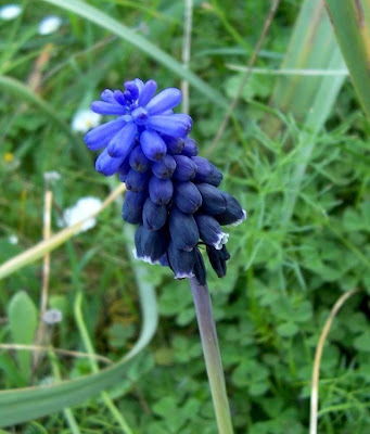 Grape-hyacinth
