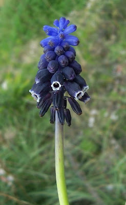 Grape-hyacinth