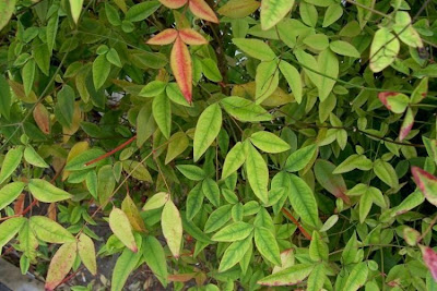 Nandina domestica,
avenca-japon&ecirc;sa,
bamb&uacute;-celeste,
bamb&uacute;-do-c&eacute;u,
heavenly bamboo,
heavenly-bamboo,
nandina,
nanten,
sacred bamboo,
sacred-bamboo,
southern heaven-bamboo