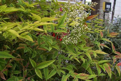 Nandina domestica,
avenca-japon&ecirc;sa,
bamb&uacute;-celeste,
bamb&uacute;-do-c&eacute;u,
heavenly bamboo,
heavenly-bamboo,
nandina,
nanten,
sacred bamboo,
sacred-bamboo,
southern heaven-bamboo