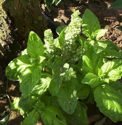 Ocimum basilicum,
albahaca,
alfavaca,
basil,
basilic,
basilico,
Basilienkraut,
Basilikum,
manjeric&atilde;o,
sweet basil