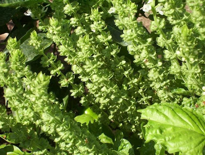 Ocimum basilicum,
albahaca,
alfavaca,
basil,
basilic,
basilico,
Basilienkraut,
Basilikum,
manjeric&atilde;o,
sweet basil