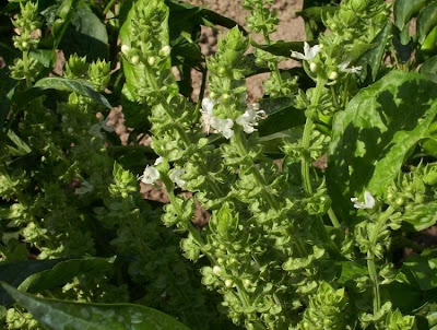 Ocimum basilicum,
albahaca,
alfavaca,
basil,
basilic,
basilico,
Basilienkraut,
Basilikum,
manjeric&atilde;o,
sweet basil