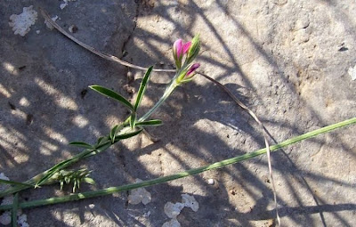 Flattened prickles sainfoin Flattened prickles sainfoin
