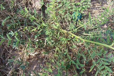 Sainfoin Sainfoin