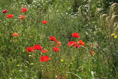 Flanders poppy