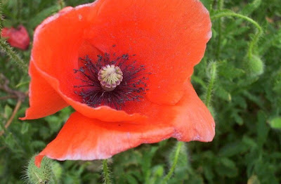 Flanders poppy