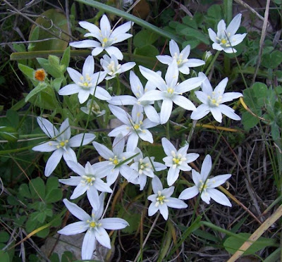 Narrow leaved Star of Bethlehem