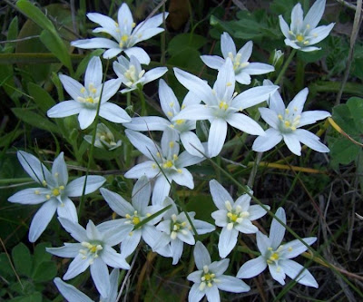Narrow leaved Star of Bethlehem