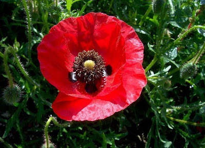 Flanders poppy