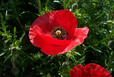 Flanders poppy