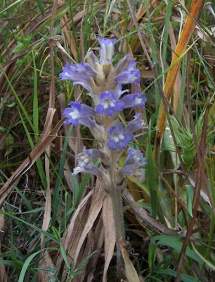 Branched broomrape Branched broomrape