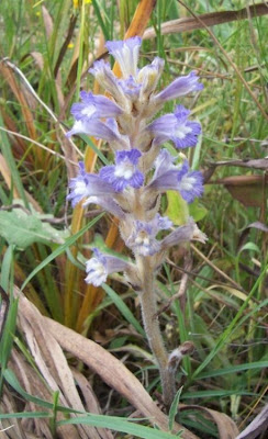 Branched broomrape Branched broomrape