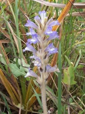 Branched broomrape Branched broomrape