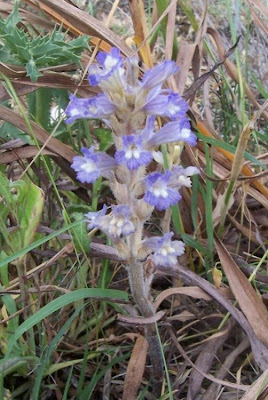 Branched broomrape Branched broomrape