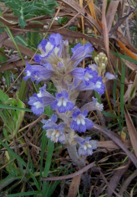 Branched broomrape Branched broomrape