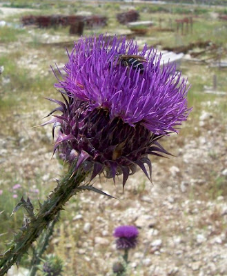 Cardo-ilírico Cardo-ilírico