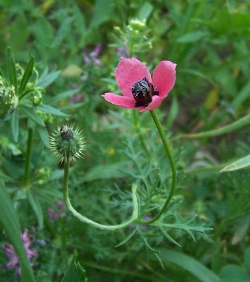 Papaver hybridum L.