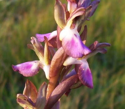 Sac orchid
