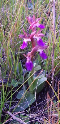 Sac orchid