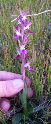 Sac orchid