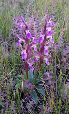 Sac orchid