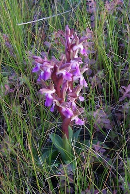 Sac orchid