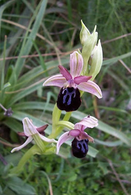 Siponto Ophrys Siponto Ophrys
