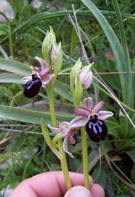 Siponto Ophrys Siponto Ophrys