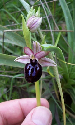 Siponto Ophrys Siponto Ophrys