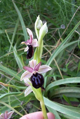 Siponto Ophrys Siponto Ophrys