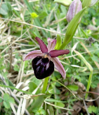 Siponto Ophrys Siponto Ophrys