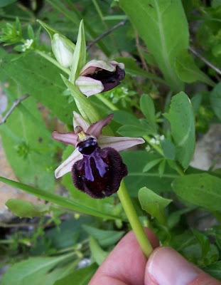 Siponto Ophrys Siponto Ophrys