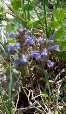 Branched broomrape Branched broomrape
