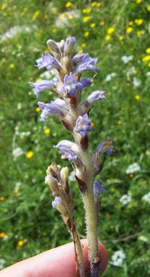 Branched broomrape Branched broomrape