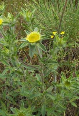Pallenis spinosa,
Asterisco spinoso,
spiny pallenis