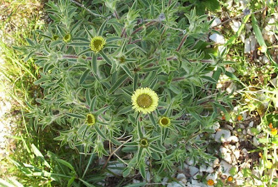 Pallenis spinosa,
Asterisco spinoso,
spiny pallenis
