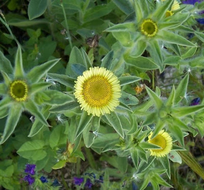 Pallenis spinosa,
Asterisco spinoso,
spiny pallenis