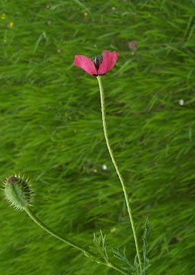 Papaver hybridum L.