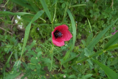 Papaver hybridum L.