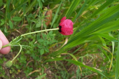 Papaver hybridum L.