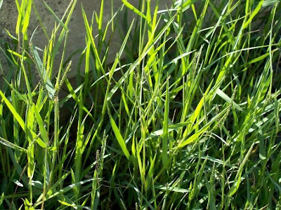 Water Finger Grass