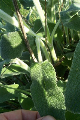 Downy Woundwort Downy Woundwort