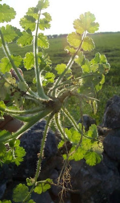 Ombrellini pugliesi
