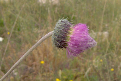 Bunte Distel Bunte Distel