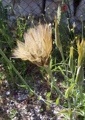 Baramonjin Baramonjin