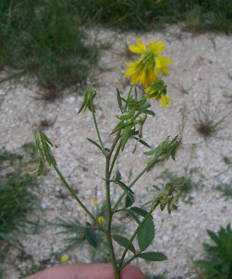 Cultivated fenugreek Cultivated fenugreek